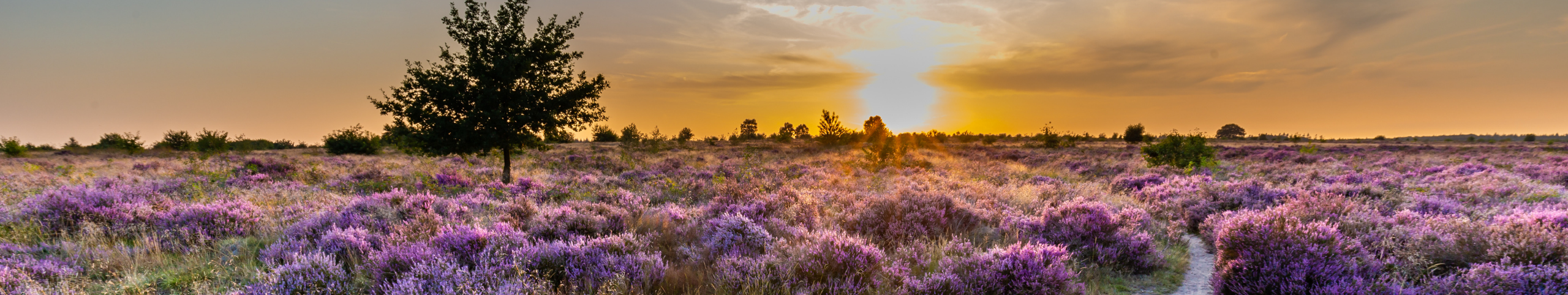 Banner Arnhem - Gelderland - Nederland
